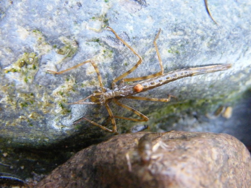 larve di insetti acquatici e crostacei